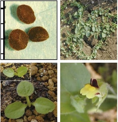 Round-leaved fluellen at four growth stages